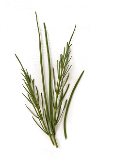 Horsetail Extract