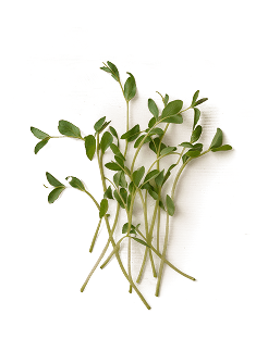 Pea Sprout Extract