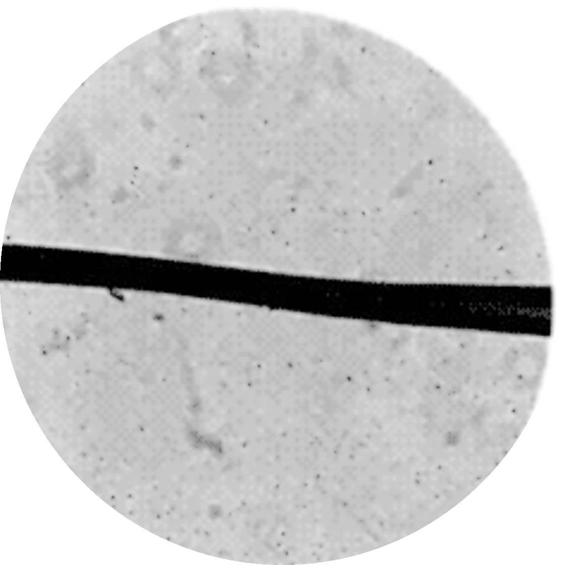 Hair fiber after treatment, 2x magnification
