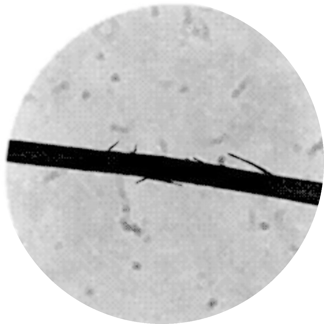 Hair fiber before treatment, 2x magnification