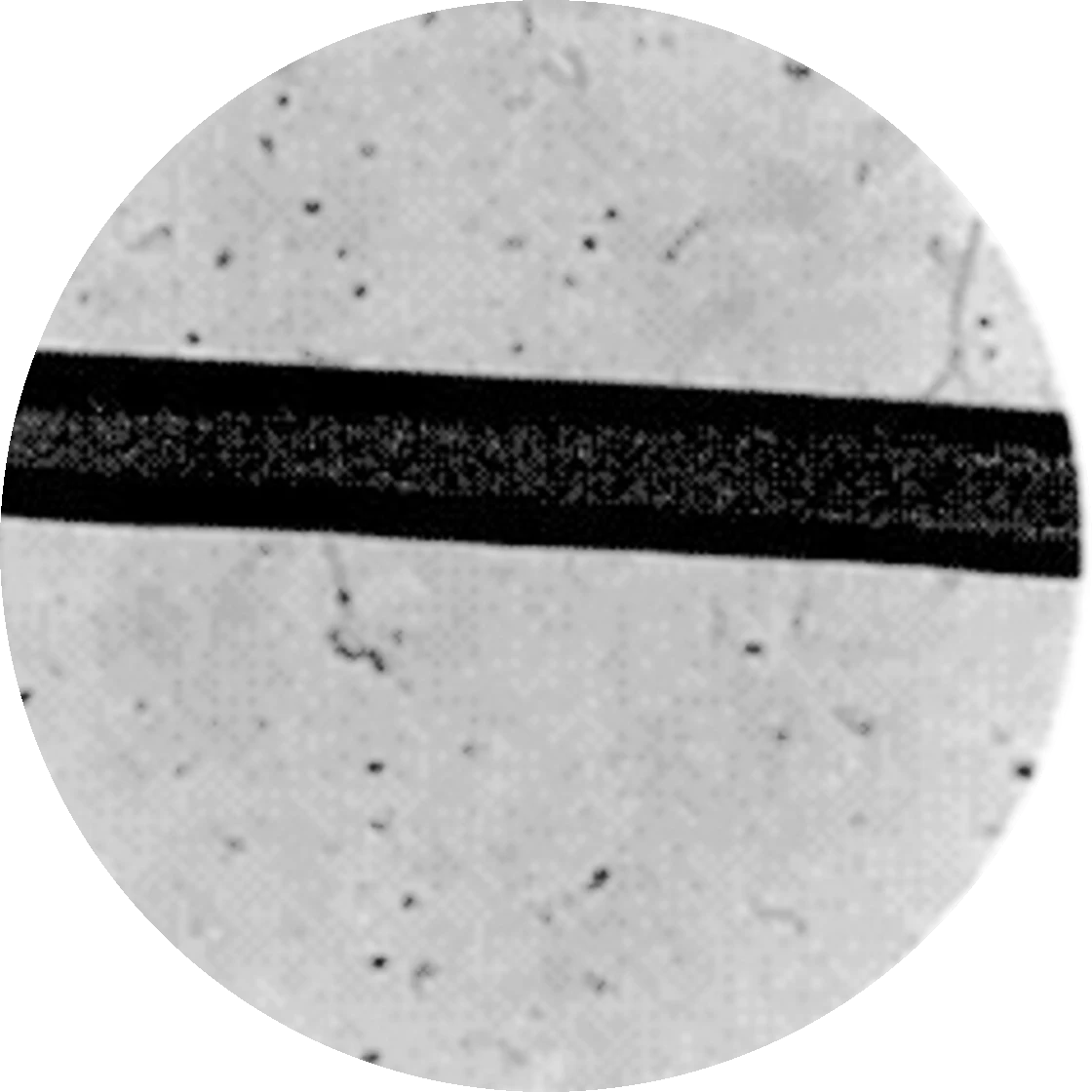 Hair fiber after treatment, 4x magnification
