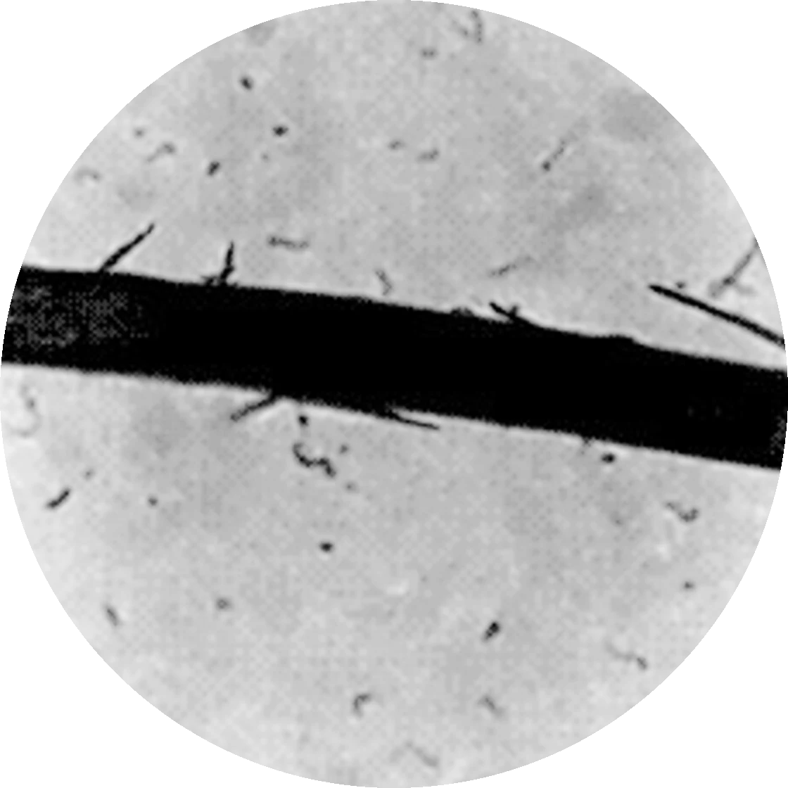 Hair fiber before treatment, 4x magnification